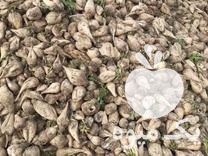 فروش چغندر قندی دامی در اردبیل در گروه خرید فروش عمده چغندر - قند لبویی قرمز سفید در یکمیوه -عکس1