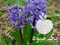 فروش ویژه 500 گلدان گل سنبل ایرانی مخصوص شب عید در ساری در گروه خرید فروش عمده گیاهان زینتی - گرمسیری آپارتمانی باغچه آب در یکمیوه -عکس1