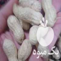 فروش بادام زمینی درجه 1 در آذرشهر در گروه بادام - درختی کوهی زمینی فروش عمده در یکمیوه