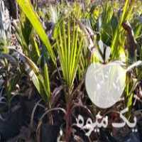 فروش نهال پالم واشینگتنیا در بابل  در گروه خرید فروش نهال - انواع گردو پسته بادام سلطانی انگور در یکمیوه