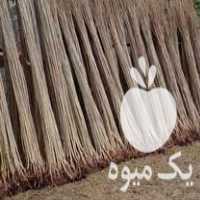 فروش ویژه نهال صنوبر در لاهیجان در گروه خرید فروش نهال - انواع گردو پسته بادام سلطانی انگور در یکمیوه