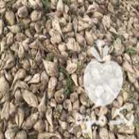 فروش چغندر قندی دامی در اردبیل در گروه خرید فروش عمده چغندر - قند لبویی قرمز سفید در یکمیوه