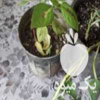 فروش انواع گل وگیاه در دیباج در گروه خرید فروش عمده گیاهان زینتی - گرمسیری آپارتمانی باغچه آب در یکمیوه