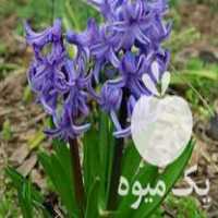 فروش ویژه 500 گلدان گل سنبل ایرانی مخصوص شب عید در ساری در گروه خرید فروش عمده گیاهان زینتی - گرمسیری آپارتمانی باغچه آب در یکمیوه