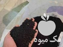 خرید و انواع بذرها کزرک تره پیاز سفید پیازچه ریحون ترب در شیراز در گروه خرید فروش بذر - انواع محصول کشاورزی گوجه کتان میوه درخت در یکمیوه -عکس1