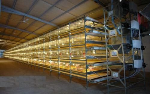 فروش احداث و پشتیبانی سالنهای پرورش طیور سبک در تهران در گروه مشاوره - راه اندازی بازاریابی کسب درآمد بهبود کسب و کار در یکمیوه -عکس1