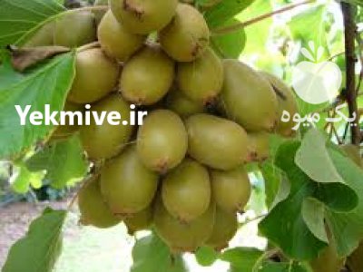 آگهی مشابه فروش نهال کیوی 09149805679 در جیرنده در گروه خرید فروش نهال - انواع گردو پسته بادام سلطانی انگور در یکمیوه