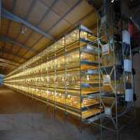 فروش احداث و پشتیبانی سالنهای پرورش طیور سبک در تهران در گروه مشاوره - راه اندازی بازاریابی کسب درآمد بهبود کسب و کار در یکمیوه