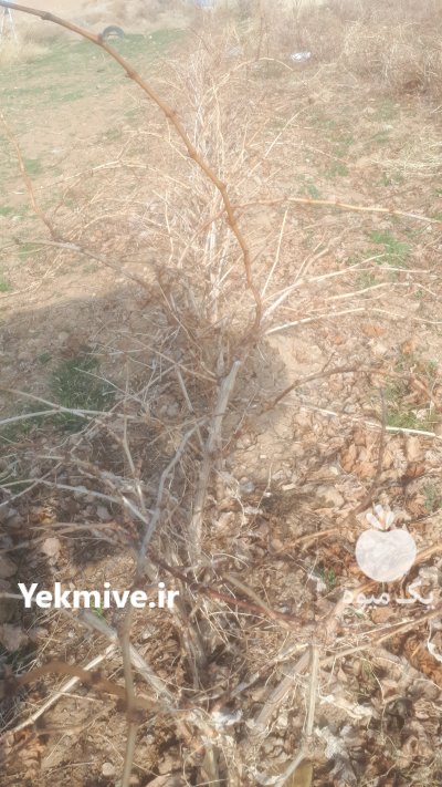 نهال انگور در خرمدشت در گروه خرید فروش عمده انگور - یاقوتی شانی عسگری بی دانه قرمز در یکمیوه