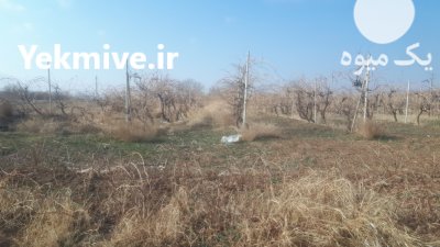 نهال انگور در خرمدشت در گروه خرید فروش عمده انگور - یاقوتی شانی عسگری بی دانه قرمز در یکمیوه -عکس2