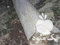 فروش تنه درخت گردو خشک در تهران در گروه گردو - کاغذی سنگی سوزنی خوشه ای توسرکان در یکمیوه -عکس1