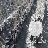 فروش نهال گردو پیوندی در بندرگز در گروه خرید فروش عمده خرمالو - خرمالو رسیده نارس برگ عمده در یکمیوه