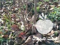 فروش نهال خرمالو گوجه ای دو ساله ، ریشه پر و ریشه لخت در گرگان در گروه خرید فروش عمده خرمالو - خرمالو رسیده نارس برگ عمده در یکمیوه -عکس1