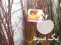 فروش انواع نهال مرکبات و سیاه ریشه با کمترین قیمت در قائم شهر در گروه خرید فروش عمده خرمالو - خرمالو رسیده نارس برگ عمده در یکمیوه -عکس1