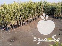 فروش انواع نهال در بابلسر در گروه خرید فروش نهال - انواع گردو پسته بادام سلطانی انگور در یکمیوه -عکس1