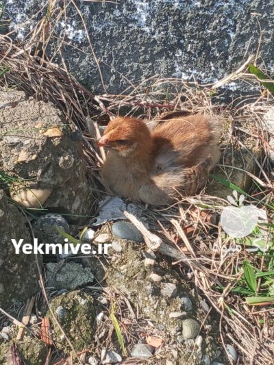 جوجه محلی درجه یک سرحال قبراق به شرط چاقو در شیرگاه در گروه مرغ و خروس و بوقلمون و اردک قو قاز در یکمیوه -عکس2