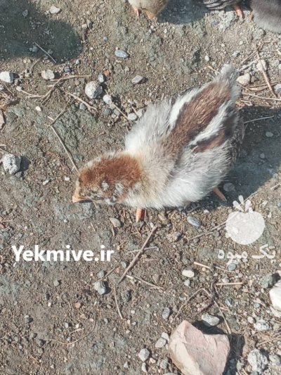 جوجه محلی درجه یک سرحال قبراق به شرط چاقو در شیرگاه در گروه مرغ و خروس و بوقلمون و اردک قو قاز در یکمیوه -عکس4