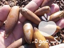 فروش بلوط تمیز و عالی برای خوراک دام سبک و سنگین در تناژ بال در تهران در گروه خوراک دام و طیور - پرواری شیری علوفه یونجه در یکمیوه -عکس1