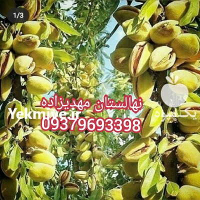 آگهی مشابه فروش نهال گلابی گردو زردآلو بادام پسته در باینگان در گروه خرید فروش نهال - انواع گردو پسته بادام سلطانی انگور در یکمیوه