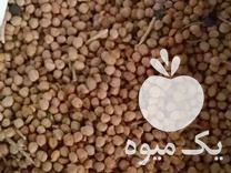 فروش گندم دیم ، بادام سنگی ، برگه زرد آلو  ، نخود دیم در اراک در گروه بادام - درختی کوهی زمینی فروش عمده در یکمیوه -عکس1