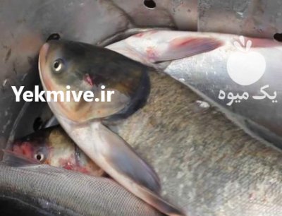 فروش عمده ماهی در بندرعباس در گروه سایر محصولات شیلات - خرید و فروش و خدمات ماهی آبزی شیلات در یکمیوه