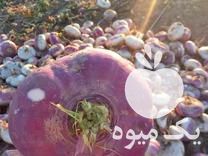 فروش خوراک دامداران شلغم و چغندر دامی بارگیری اصفهان در یزد در گروه خوراک دام و طیور - پرواری شیری علوفه یونجه در یکمیوه -عکس1