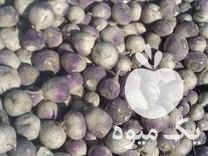 فروش شلغم دامی درشت عالی برا گاو شیرده در اسلامشهر در گروه خرید فروش عمده شلغم - تازه خام محصولات کشاورزی در یکمیوه -عکس1