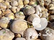 فروش آذوقه دامداران چغندر دامی شلغم دامی در اصفهان در گروه خرید فروش عمده شلغم - تازه خام محصولات کشاورزی در یکمیوه -عکس1