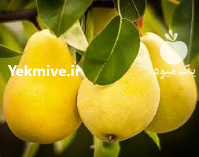 آگهی مشابه خرید بهترین و مرغوبترین نهال از ما در باغین در گروه خرید فروش نهال - انواع گردو پسته بادام سلطانی انگور در یکمیوه