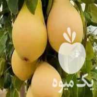 فروش انواع نهال درخت در اقلید در گروه خرید فروش نهال - انواع گردو پسته بادام سلطانی انگور در یکمیوه