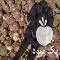 فروش چغندر و شلغم دامی درجه یک در اصفهان