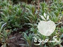 فروش قلمه و نشاهای گیاه دارویی آماده تحویل در بهشهر در گروه خرید فروش نشا - انواع گوجه برنج کاهو پیاز کاری فرنگی در یکمیوه -عکس1