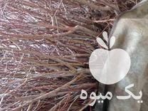 فروش درخت شلیل مغان در اشنویه در گروه خرید فروش عمده شلیل - شمس شبرنگ مغان انجیری سبز رفعتی در یکمیوه -عکس1