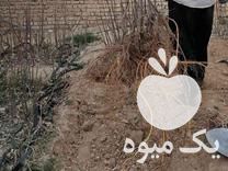 فروش نهال انجیر صدیک استهبان در نی ریز در گروه خرید فروش نهال - انواع گردو پسته بادام سلطانی انگور در یکمیوه -عکس1