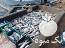 فروش ماهی قزل آلا به صورت عمده در مراغه در گروه ماهی قزل آلا - سالمون خال قرمز خرید و فروش دریا پرورشی در یکمیوه -عکس1