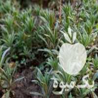 فروش قلمه و نشاهای گیاه دارویی آماده تحویل در بهشهر در گروه خرید فروش نشا - انواع گوجه برنج کاهو پیاز کاری فرنگی در یکمیوه