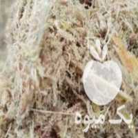 فروش عمده انواع مختلف کاه نیشکر باگاس دامداری و صنعتی در اهواز در گروه خوراک دام و طیور - پرواری شیری علوفه یونجه در یکمیوه