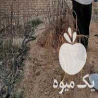 فروش نهال انجیر صدیک استهبان در نی ریز در گروه خرید فروش نهال - انواع گردو پسته بادام سلطانی انگور در یکمیوه