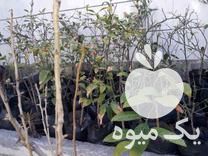 فروش نهال نارنگی زاپنی در گلستان در گروه خرید فروش نهال - انواع گردو پسته بادام سلطانی انگور در یکمیوه -عکس1