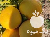 فروش نهال مرکبات وسیادرخت در داراب در گروه خرید فروش نهال - انواع گردو پسته بادام سلطانی انگور در یکمیوه -عکس1