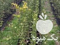 تولید و فروش نهال مرکبات در ساری در گروه خرید فروش نشا - انواع گوجه برنج کاهو پیاز کاری فرنگی در یکمیوه -عکس1