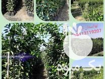 فروش نهالستان ایمان در بوشهر در گروه خرید فروش نهال - انواع گردو پسته بادام سلطانی انگور در یکمیوه -عکس1