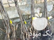 فروش نهال گردو پیوندی ترکیه در تهران در گروه خرید فروش نهال - انواع گردو پسته بادام سلطانی انگور در یکمیوه -عکس1
