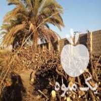 خریدار چوب مرکبات با بالاترین قیمت هستیم در بوشهر در گروه خرید فروش عمده چوب- زغال چوب گردو تبریزی خام در یکمیوه