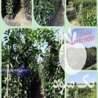 فروش نهالستان ایمان در بوشهر در گروه خرید فروش نهال - انواع گردو پسته بادام سلطانی انگور در یکمیوه