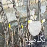 فروش نهال گردو پیوندی ترکیه در تهران در گروه خرید فروش نهال - انواع گردو پسته بادام سلطانی انگور در یکمیوه