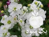 فروش گل شبو سبزه و   در اصفهان در گروه خرید فروش عمده گیاهان زینتی - گرمسیری آپارتمانی باغچه آب در یکمیوه -عکس1