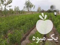 فروش نهال شلیل و هلو در ساری در گروه خرید فروش نهال - انواع گردو پسته بادام سلطانی انگور در یکمیوه -عکس1