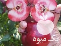 فروش نهال لیبل دار و ضمانتی در کرمانشاه در گروه خرید فروش نهال - انواع گردو پسته بادام سلطانی انگور در یکمیوه -عکس1