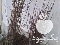 فروش نهال سیاه ریشه عمده در سورک در گروه خرید فروش نهال - انواع گردو پسته بادام سلطانی انگور در یکمیوه -عکس1